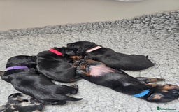Dachshund dogs for sale: Beautiful Dachshund Puppies - Image 32