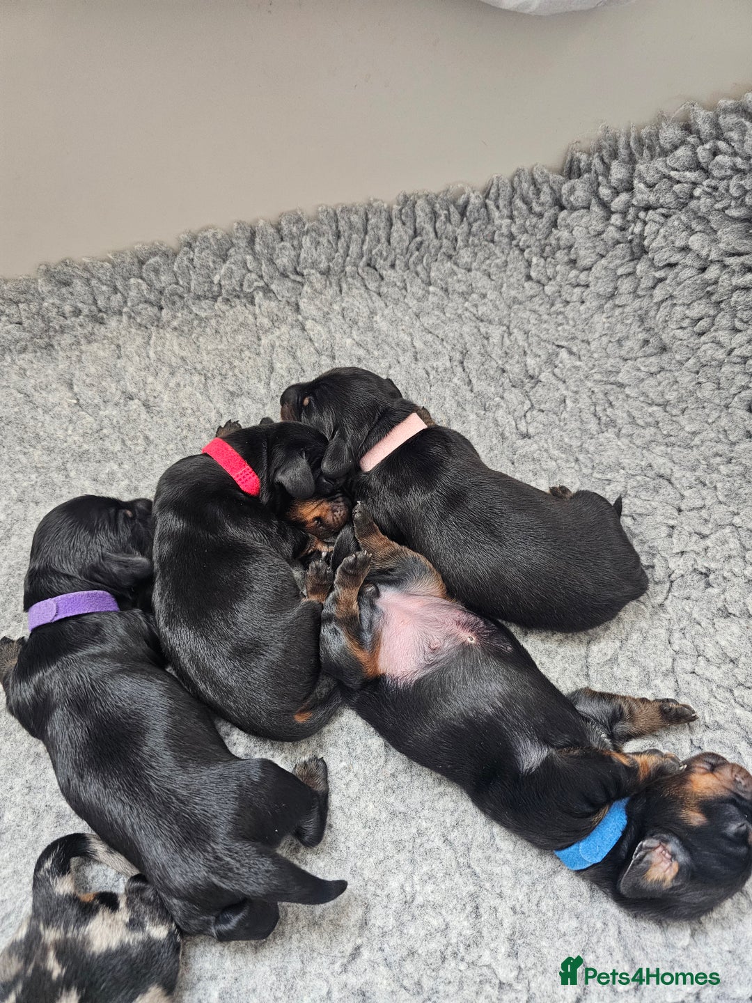 Dachshund dogs for sale: Beautiful Dachshund Puppies - Image 32