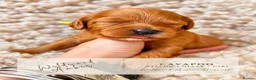 Cavapoo dogs for sale: 5 STAR LICENSED BREEDER BEAUTIFUL RED F1 CAVAPOOS - Advert 28