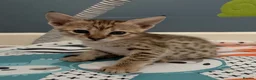 Savannah cats for sale: Stunning female SBT savannah kitten - Advert 3