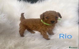 Miniature Poodle dogs for sale: Gorgeous Red Minature Poodles Puppies  - Image 19