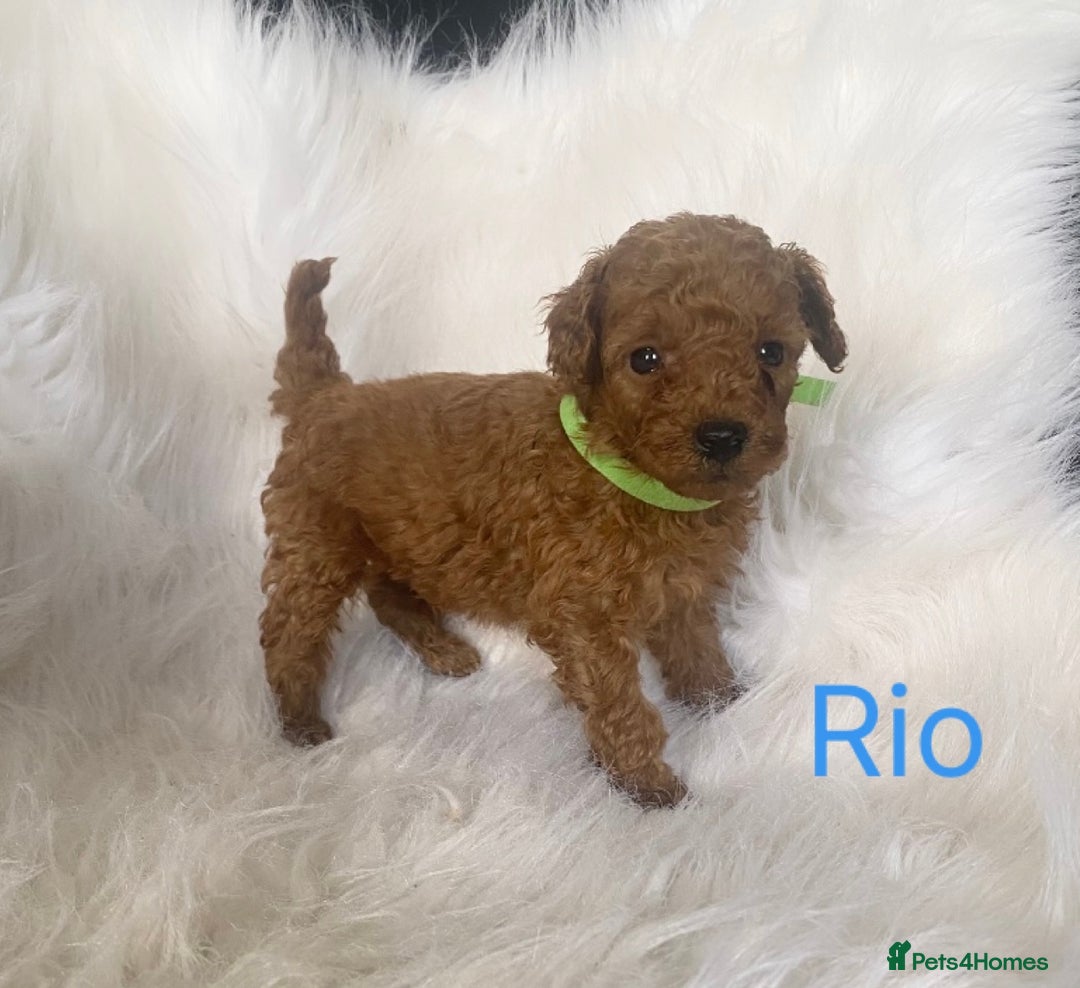 Miniature Poodle dogs for sale: Gorgeous Red Minature Poodles Puppies  - Image 19