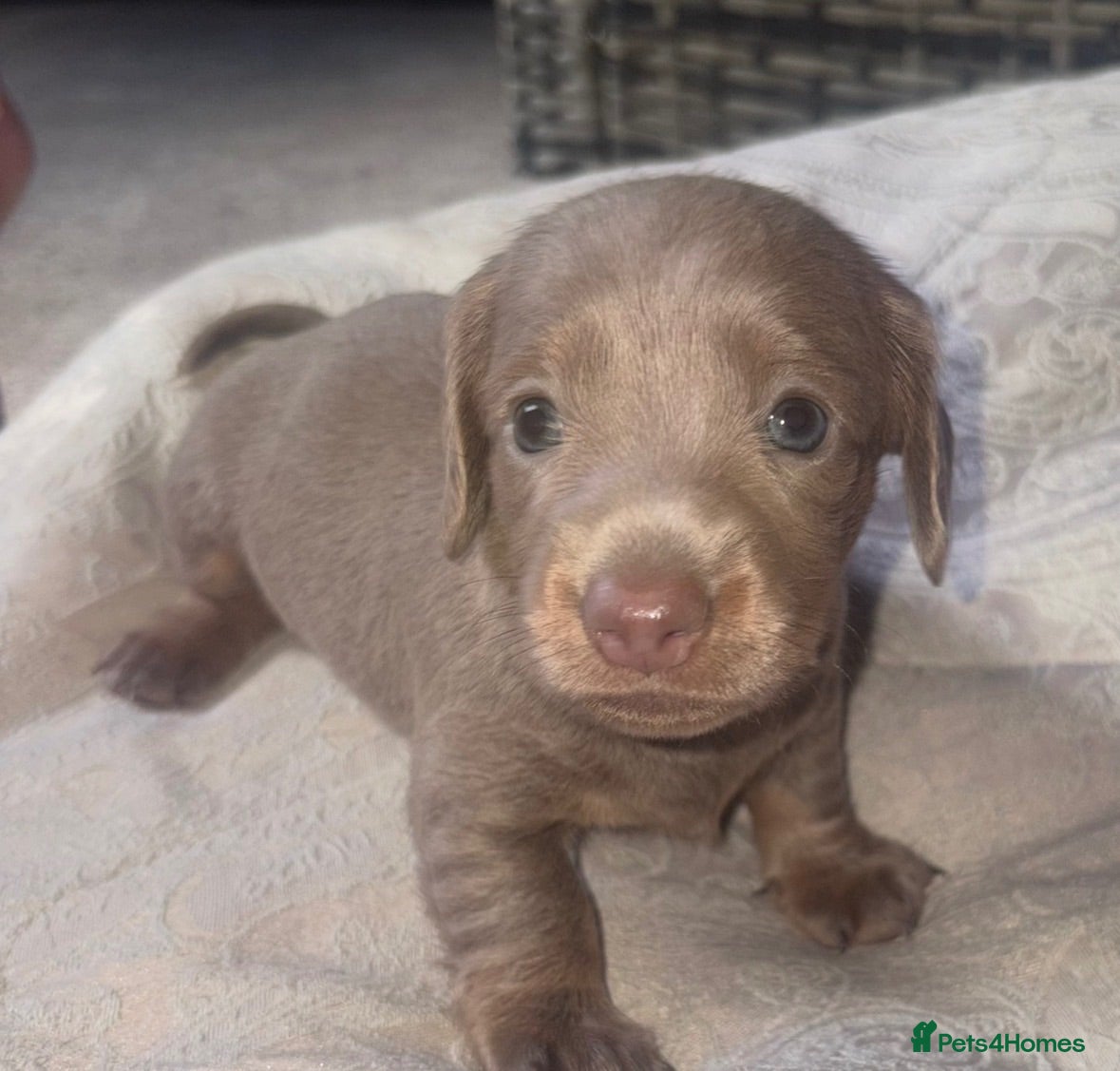 Miniature Dachshund dogs Beautiful Miniature Dachshund Puppies 🐾❤️ - Advert 2