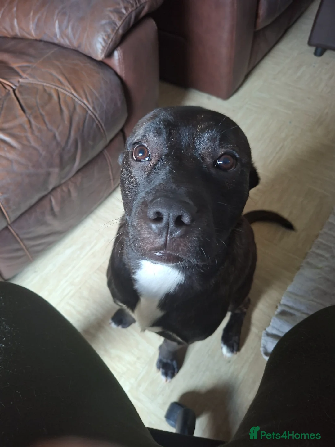 Mixed Breed dogs for sale: Rocco in Chesterfield - Advert 2