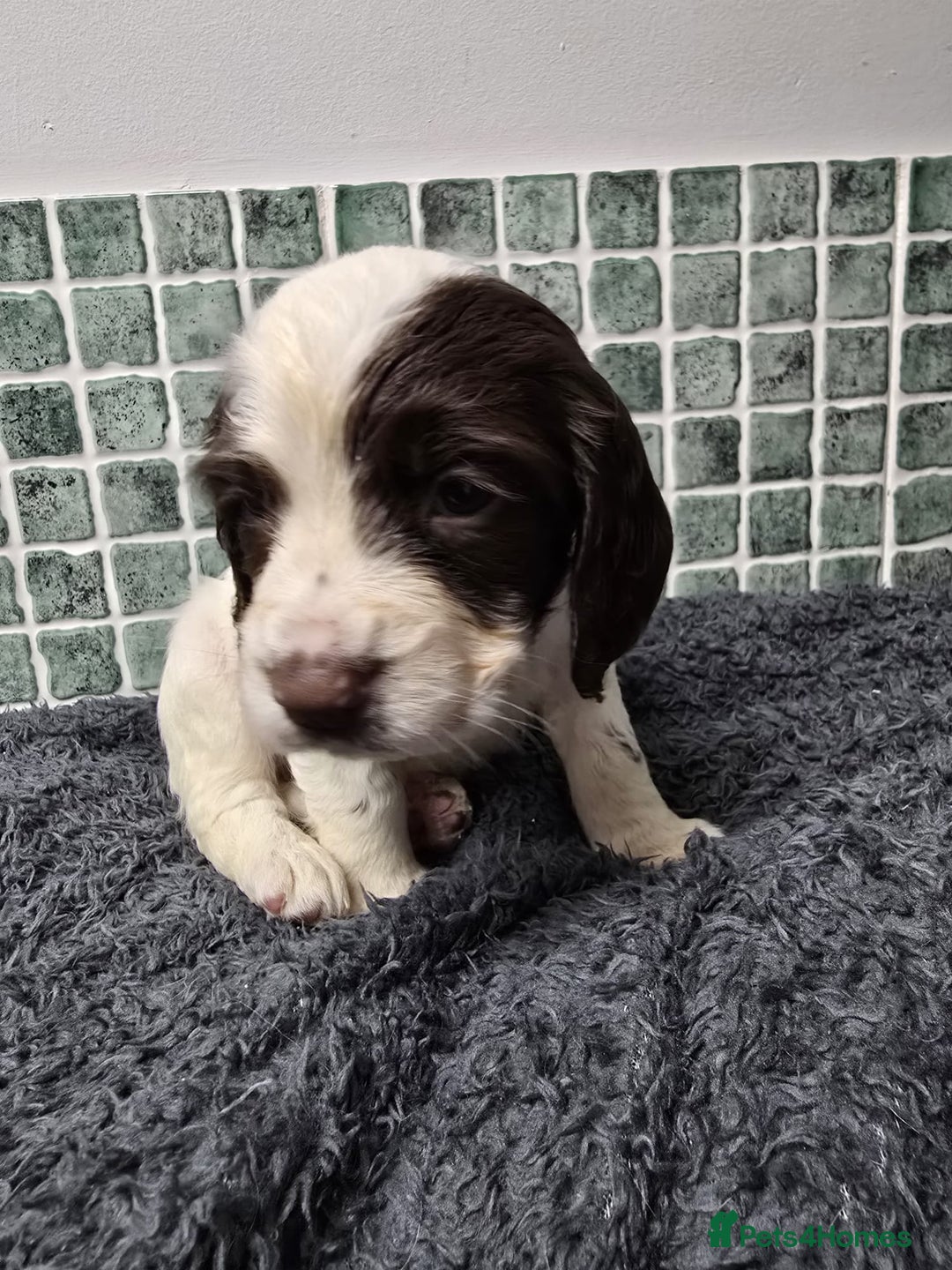 Sprocker dogs for sale: Sprocker Puppies - Advert 17