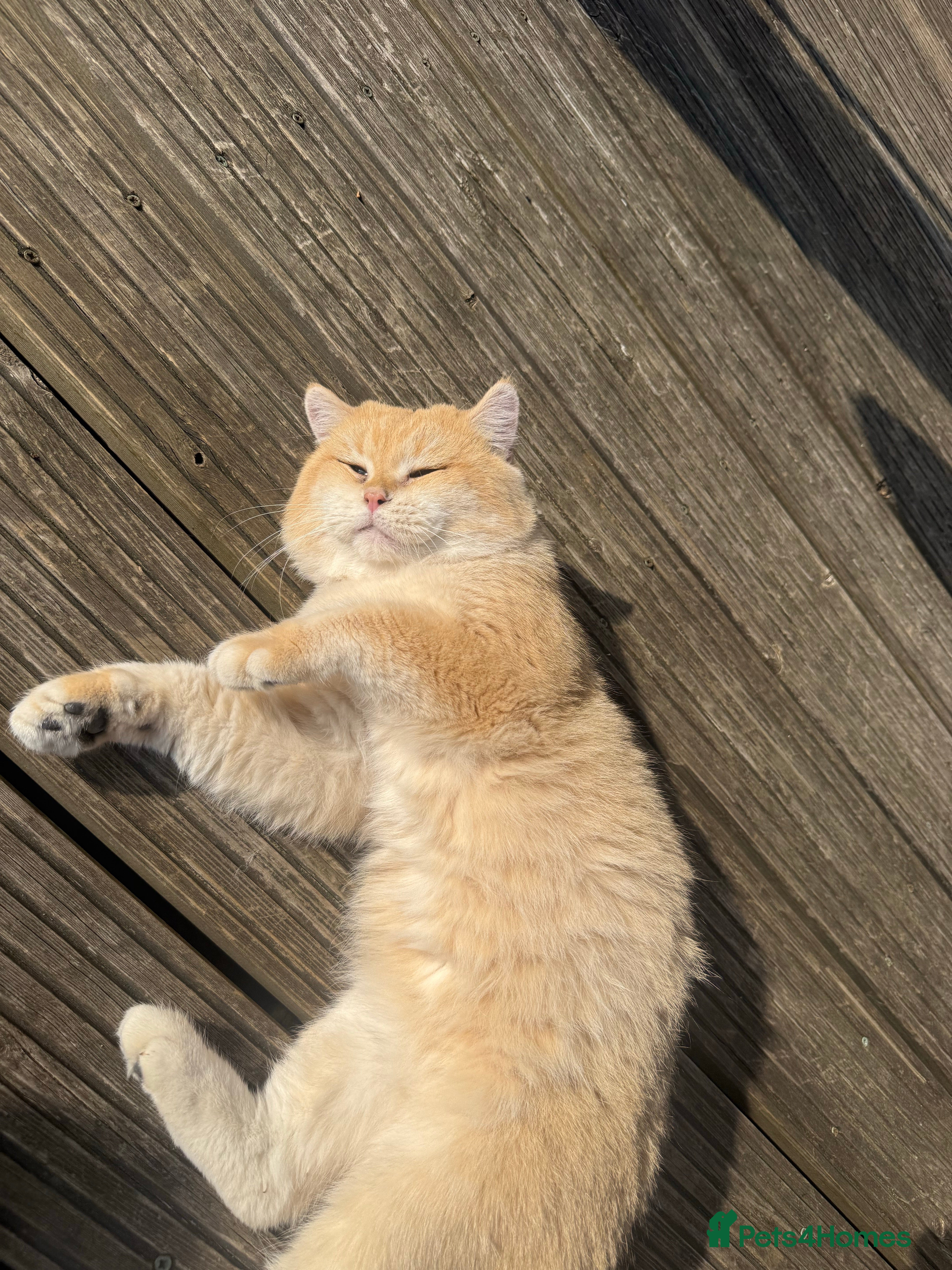 Simba