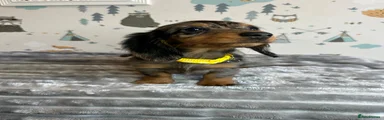 Miniature Dachshund 2