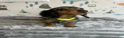 Miniature Dachshund dogs for sale: Long Haired Miniature Dachshund puppies,  - Advert 17
