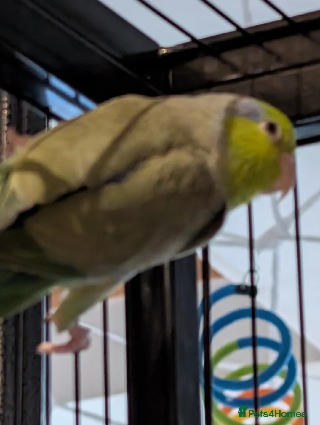 Parrots birds for sale: 2 male parrotlets - Advert 4