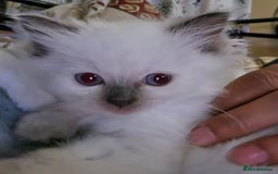 Ragdoll cats for sale: 💕Gccf registered ragdoll chocolate point girl 💕 - Image 5