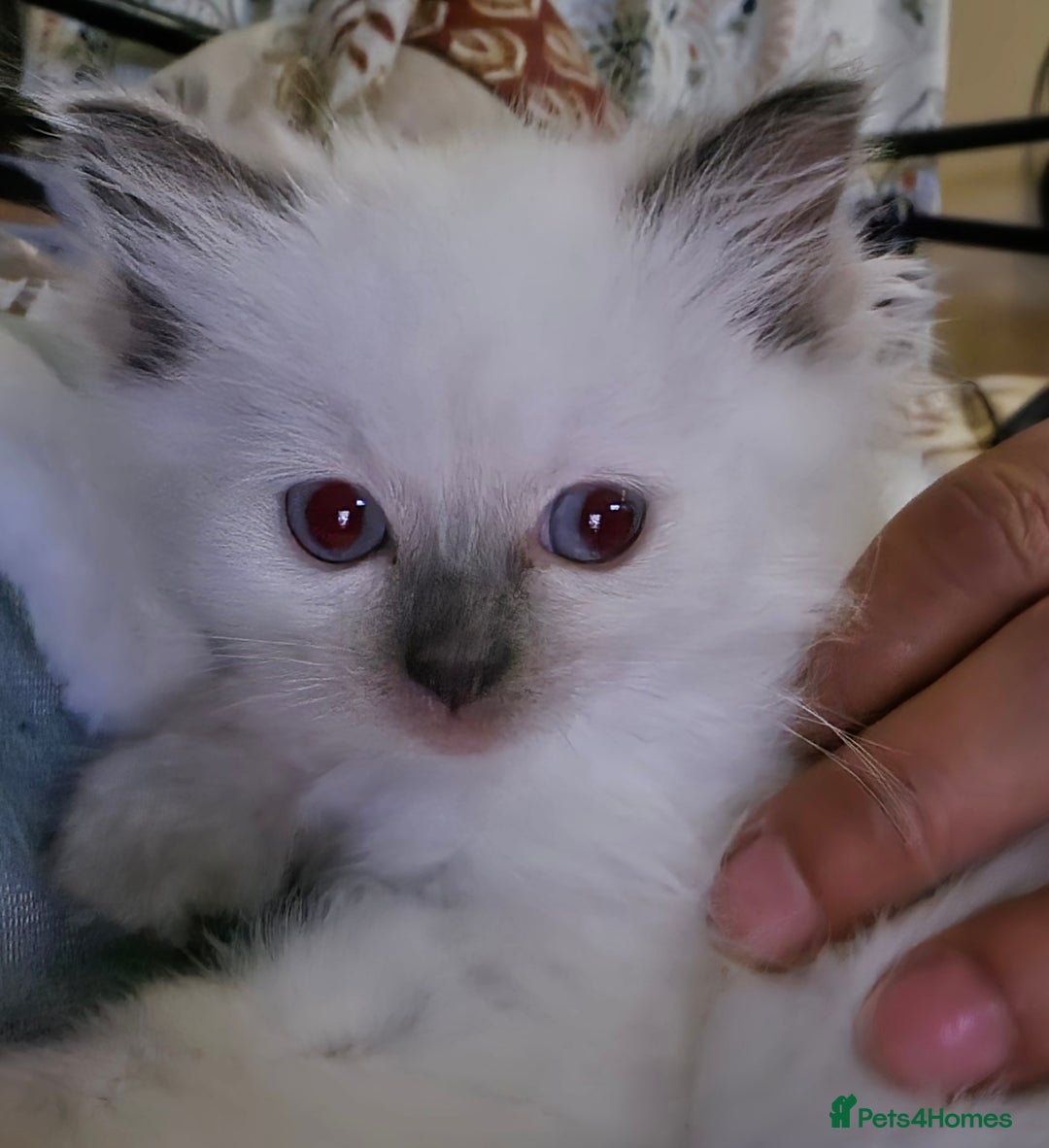 Ragdoll cats for sale: 💕Gccf registered ragdoll chocolate point girl 💕 - Image 5