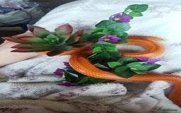 Corn Snake reptiles for sale: Korra the corn snake - free to a good home - Image 4
