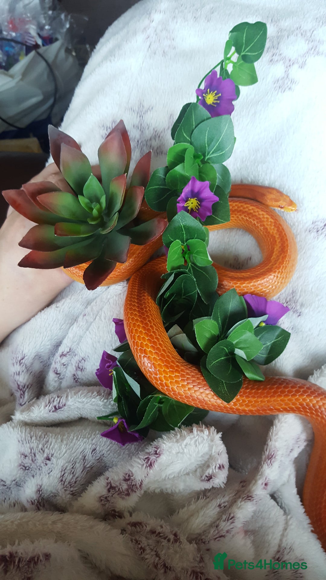 Corn Snake reptiles for sale: Korra the corn snake - free to a good home - Image 4