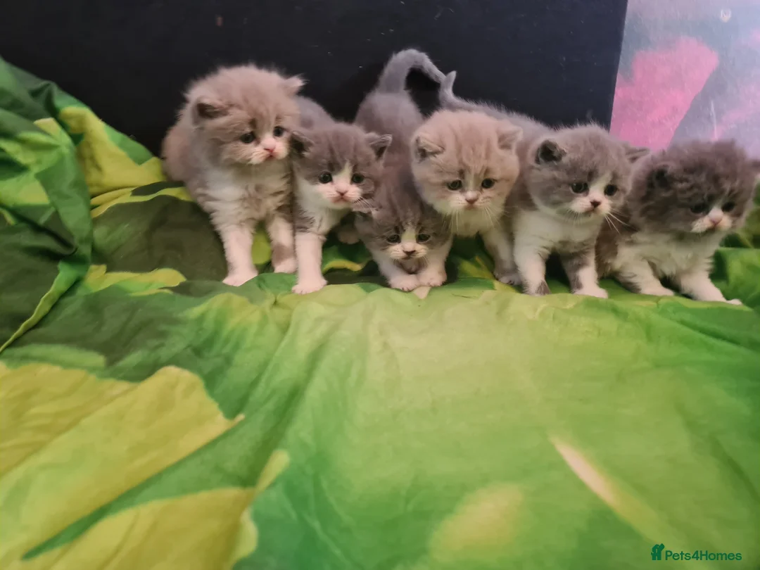 British Shorthair cats for sale: Kittens BSH/BLH in Knottingley - Advert 9