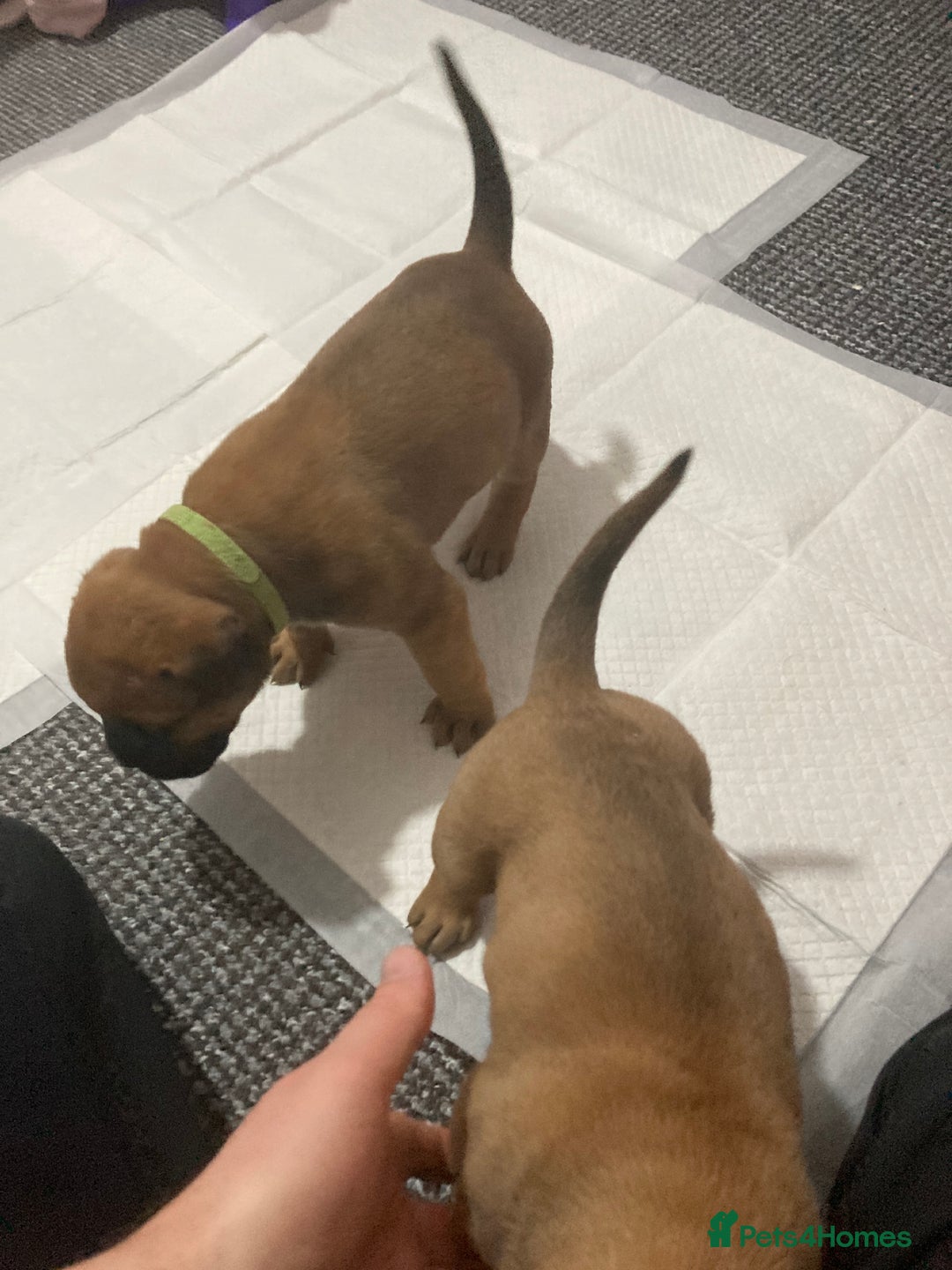 Bullmastiff dogs for sale: Bullmastiff puppies for sale - Advert 13