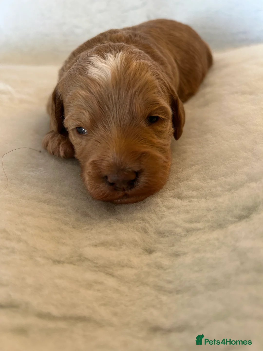 Mixed Breed dogs for sale: Miniature Multi-Gen Australian Labradoodle Puppies in South Molton - Advert 17