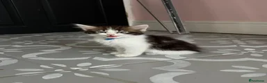 Ragdoll 2
