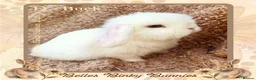 Mini Lop rabbits for sale: 🌷 Ready 3rd April 🌷Adorable Baby Mini Lops 🌷 - Advert 5