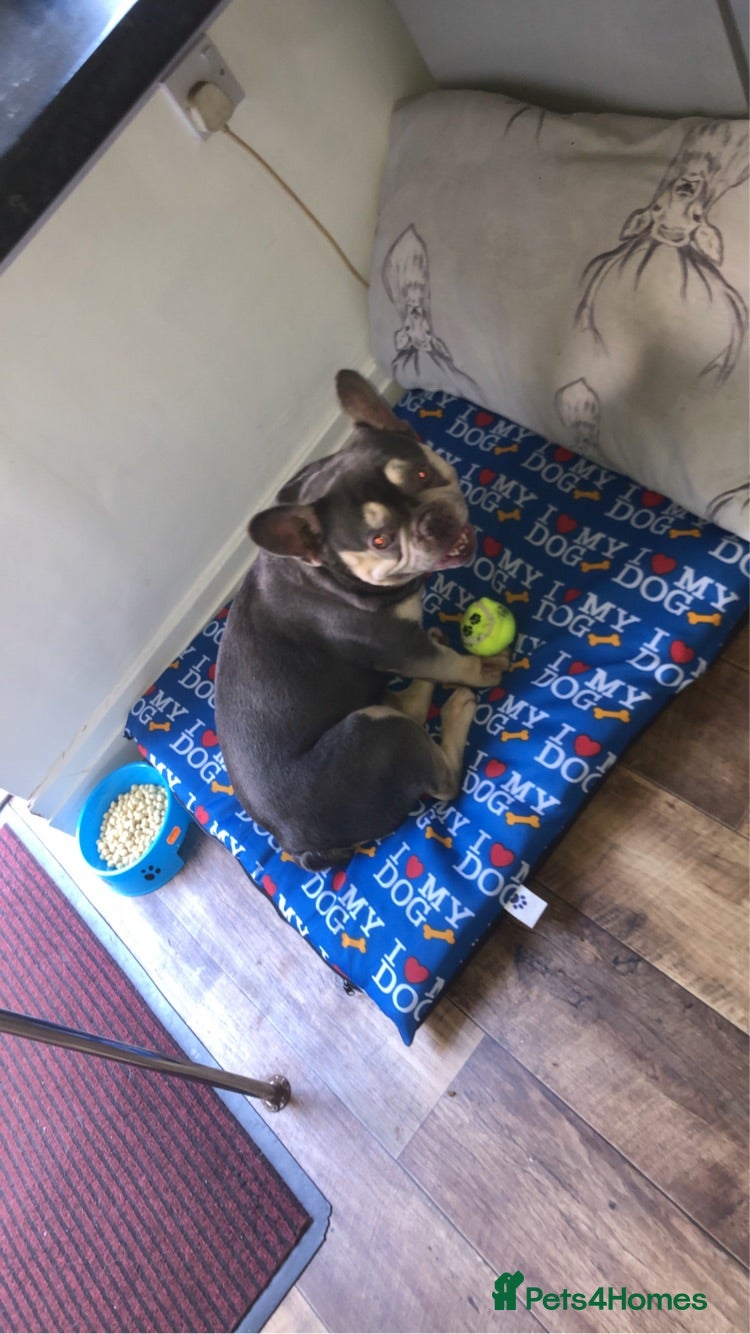 French Bulldog dogs KC Registered French bulldog  - Advert 5