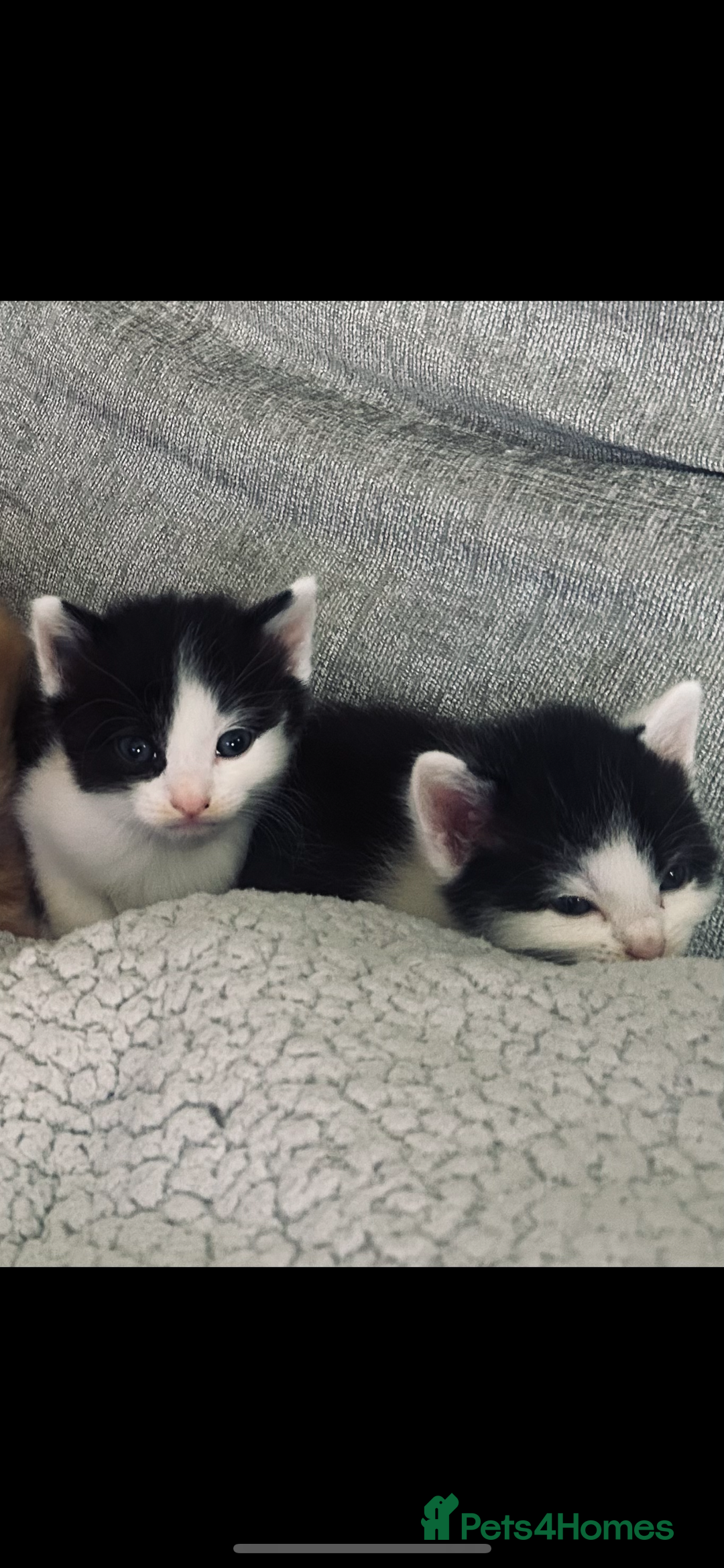 British Shorthair cats for sale: Kittens for sale  - Image 2
