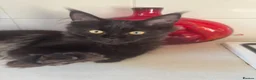 Maine Coon cats for sale: Exceptional pedigree MaineCoon female - Sprite - Advert 9