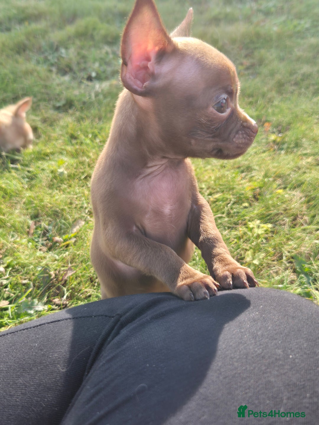 Chihuahua dogs for sale: Have 4 beautiful full chihuahua pups  - Image 6