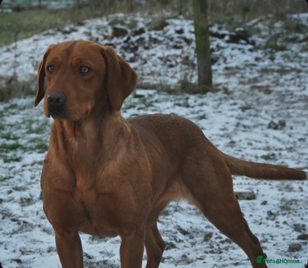 Labrador Retriever dogs for sale: Extensively health tested litter  - Advert 3