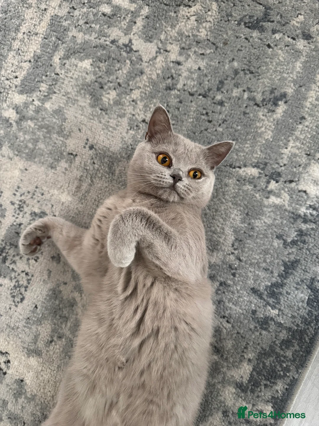 British Shorthair cats for sale: Female British Shorthair - Advert 3