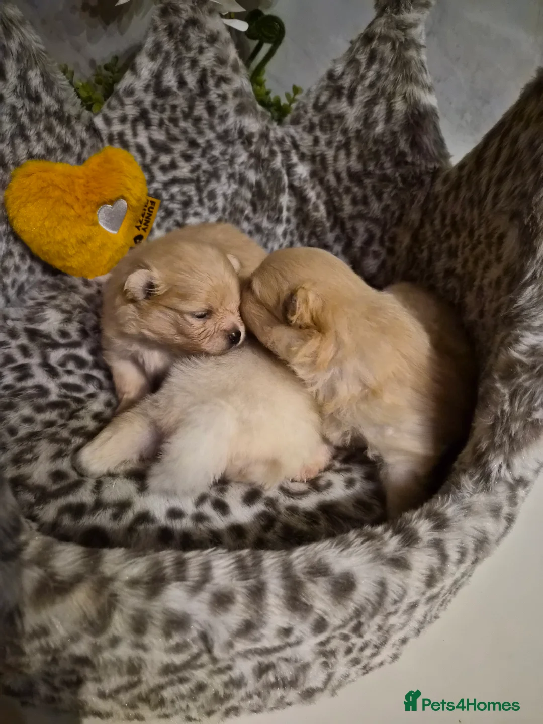 Pomeranian dogs for sale: 💝High Quality Korea/ Russia Babies💝 - Advert 26