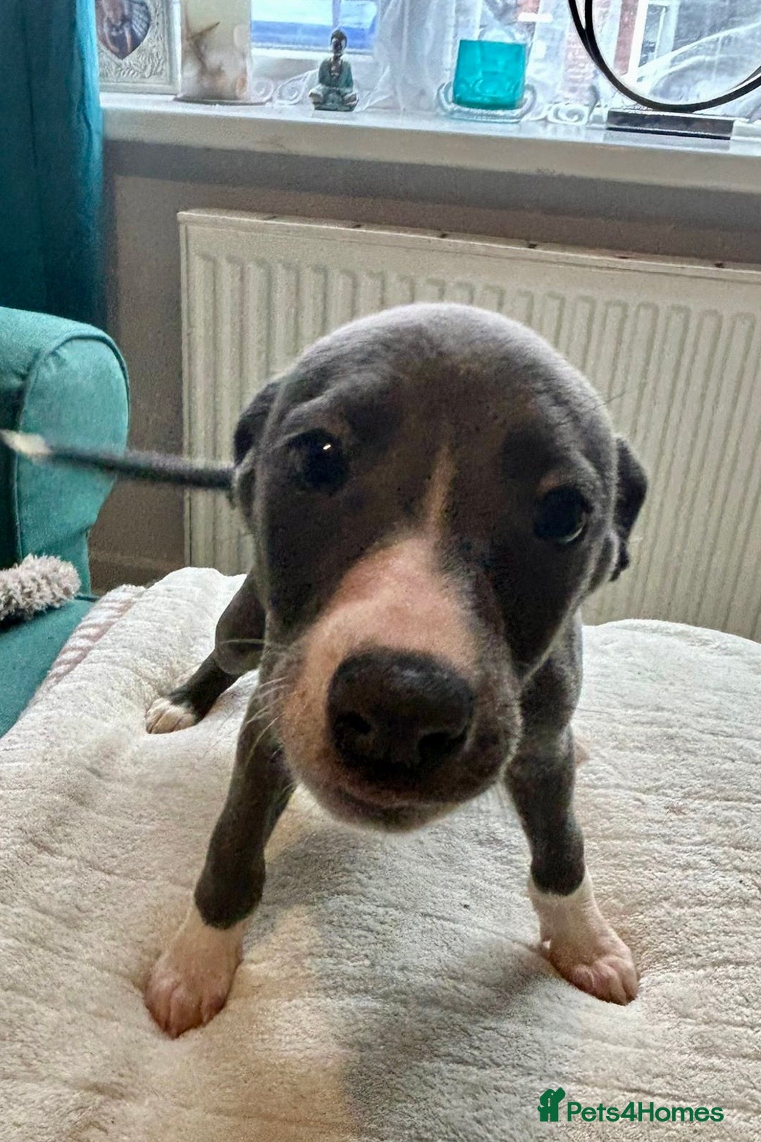 Mixed Breed dogs for sale: 2 Italian Greyhound x Whippet Pups for Sale  - Image 5