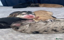 Cockapoo dogs for sale: Beautiful 5⭐️ F1 Cockapoos! - Image 10
