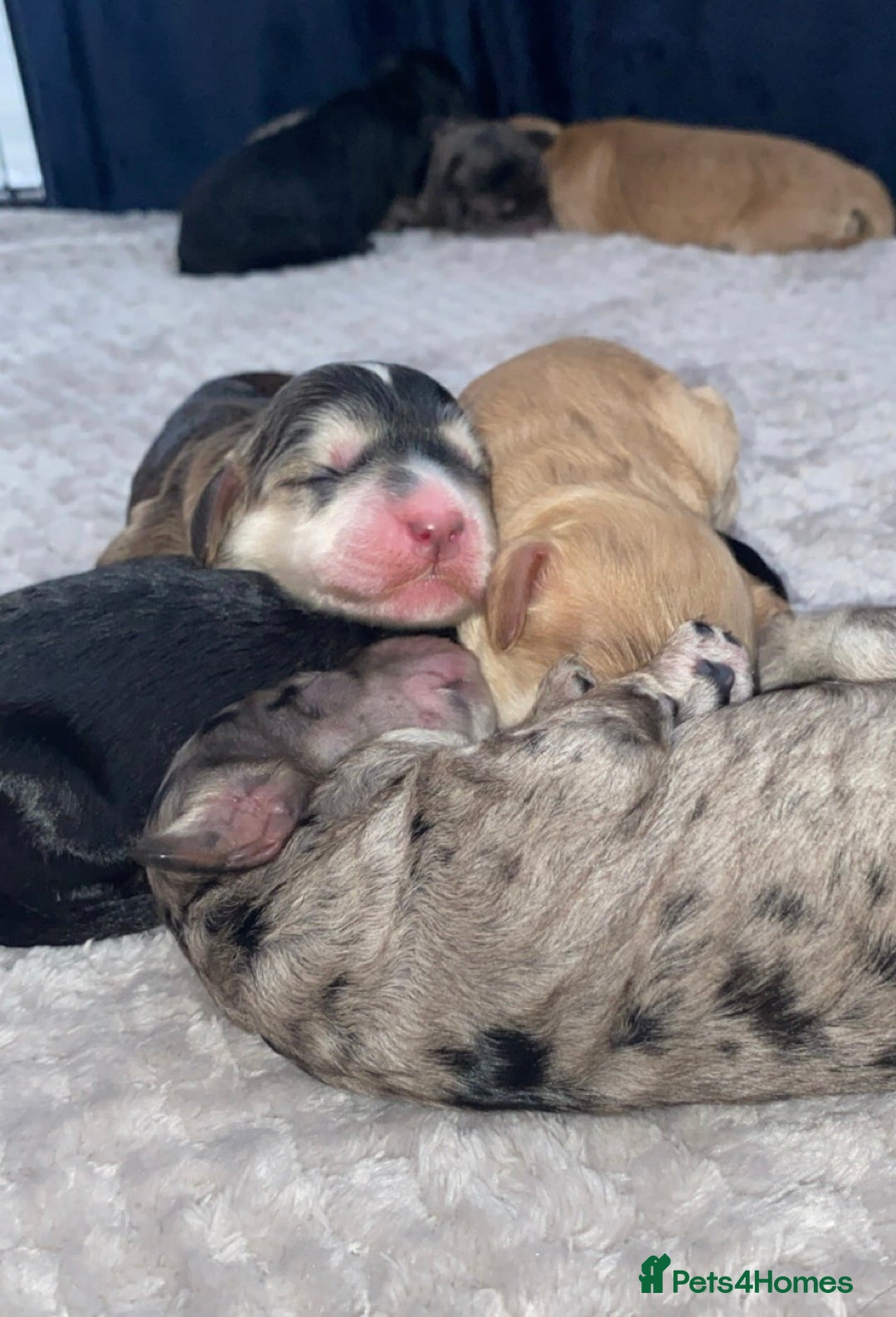 Cockapoo dogs for sale: Beautiful 5⭐️ F1 Cockapoos! - Image 10