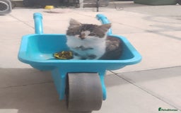 Mixed Breed cats for sale: Kittens - Image 4