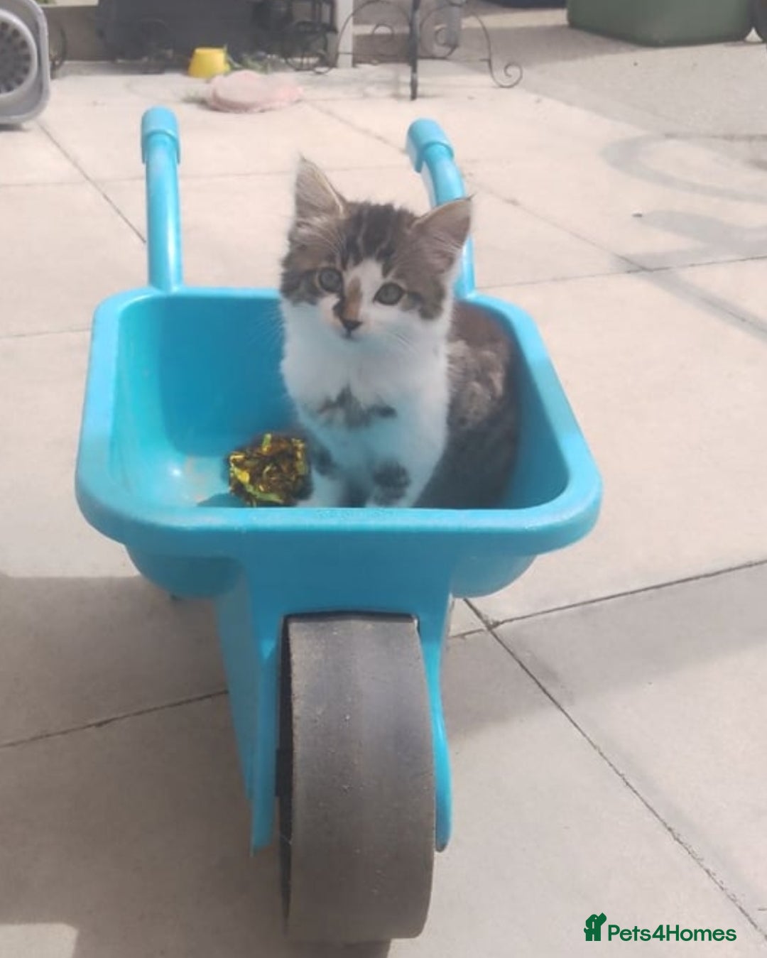 Mixed Breed cats for sale: Kittens - Image 4