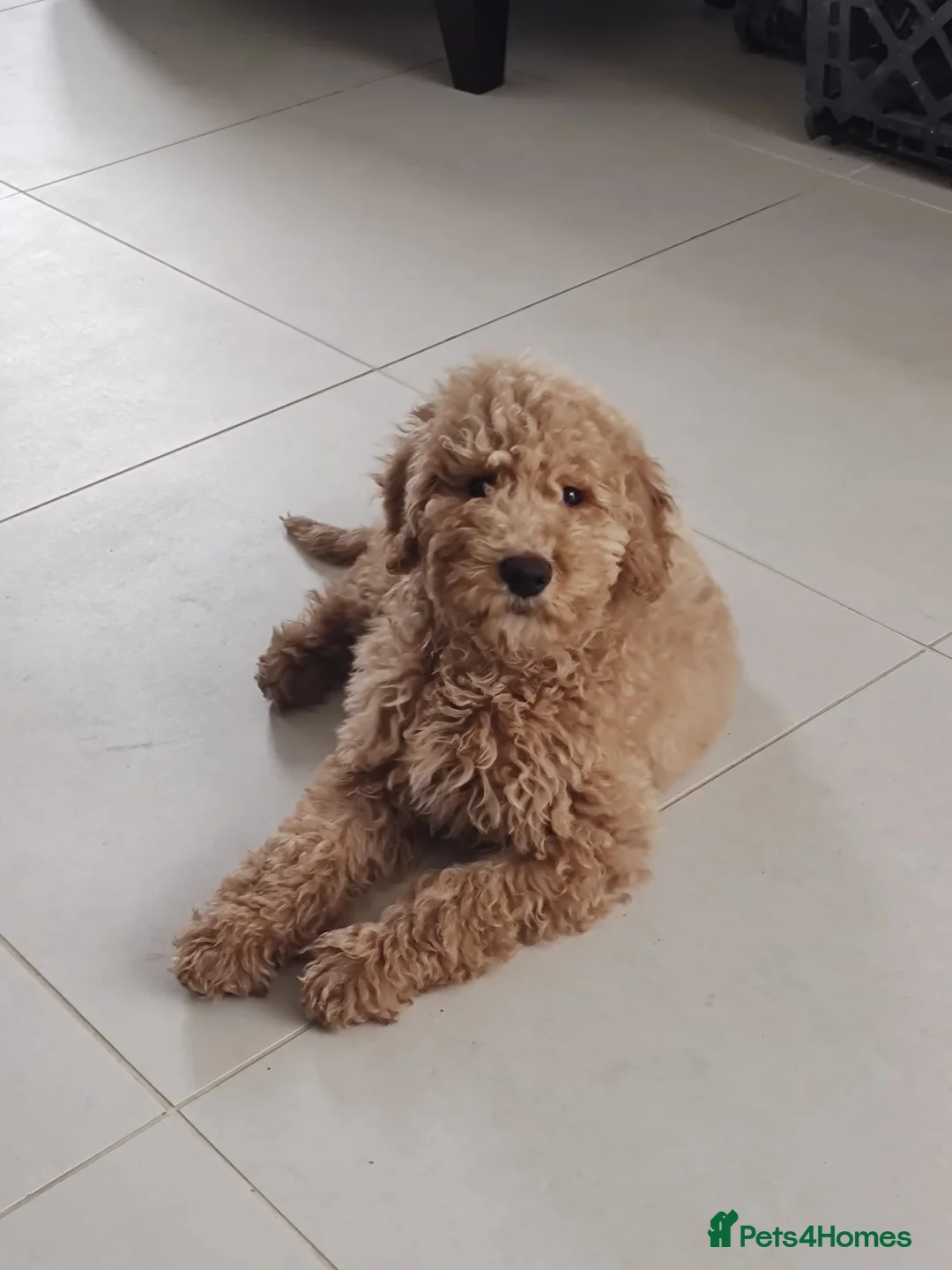Mixed Breed dogs for sale: Exceptional Australian labradoodle /Double Doodles - Advert 27