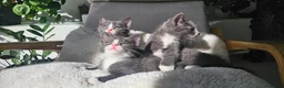 Russian Blue cats for sale: Russian Blue mix British Short Hair/grey and white - Advert 4