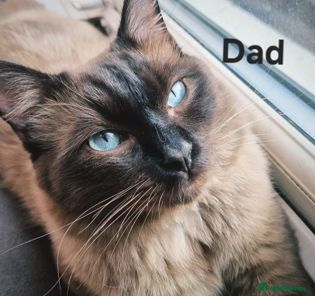 Ragdoll cats Stunning Ragdoll Kittens for Sale - Advert 2