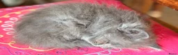 British Longhair cats for sale: Gorgeous British Long Hair X Ragdoll kittens  - Advert 13