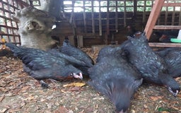 Hens poultry for sale: Point Of Lay Hybrid French Black Copper Maran Hens - Advert 1