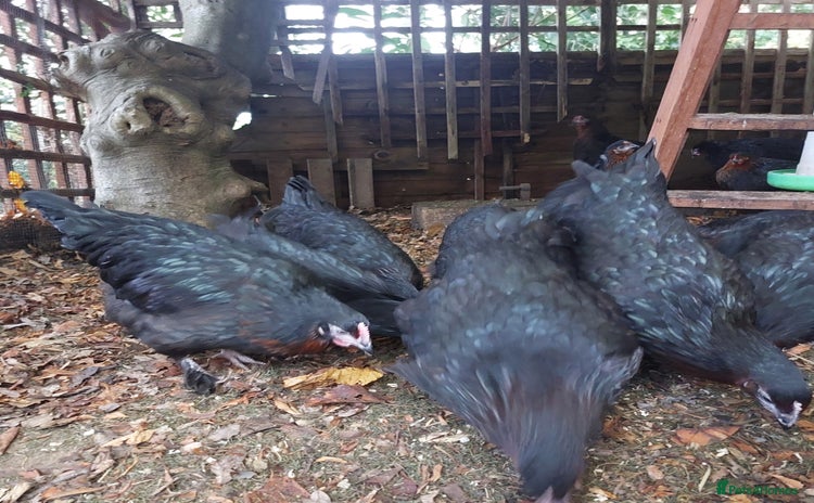 Hens poultry Point Of Lay Hybrid French Black Copper Maran Hens - Advert 1