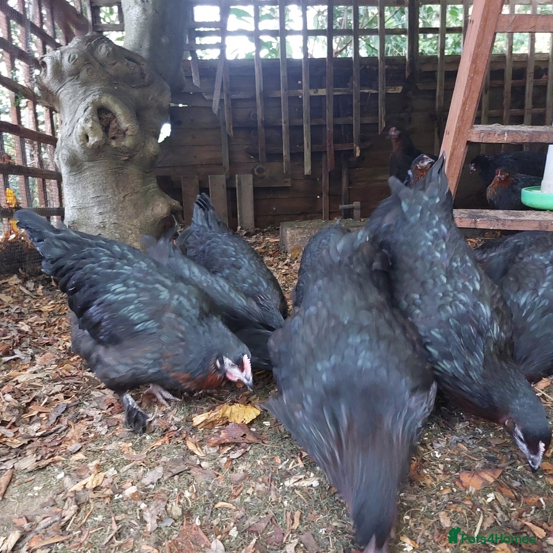 Hens poultry for sale: Point Of Lay Hybrid French Black Copper Maran Hens - Advert 1