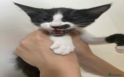 Snowshoe cats for sale: 🐾Gorgeous Kittens Ready for Forever Homes 🏡✨ - Image 9