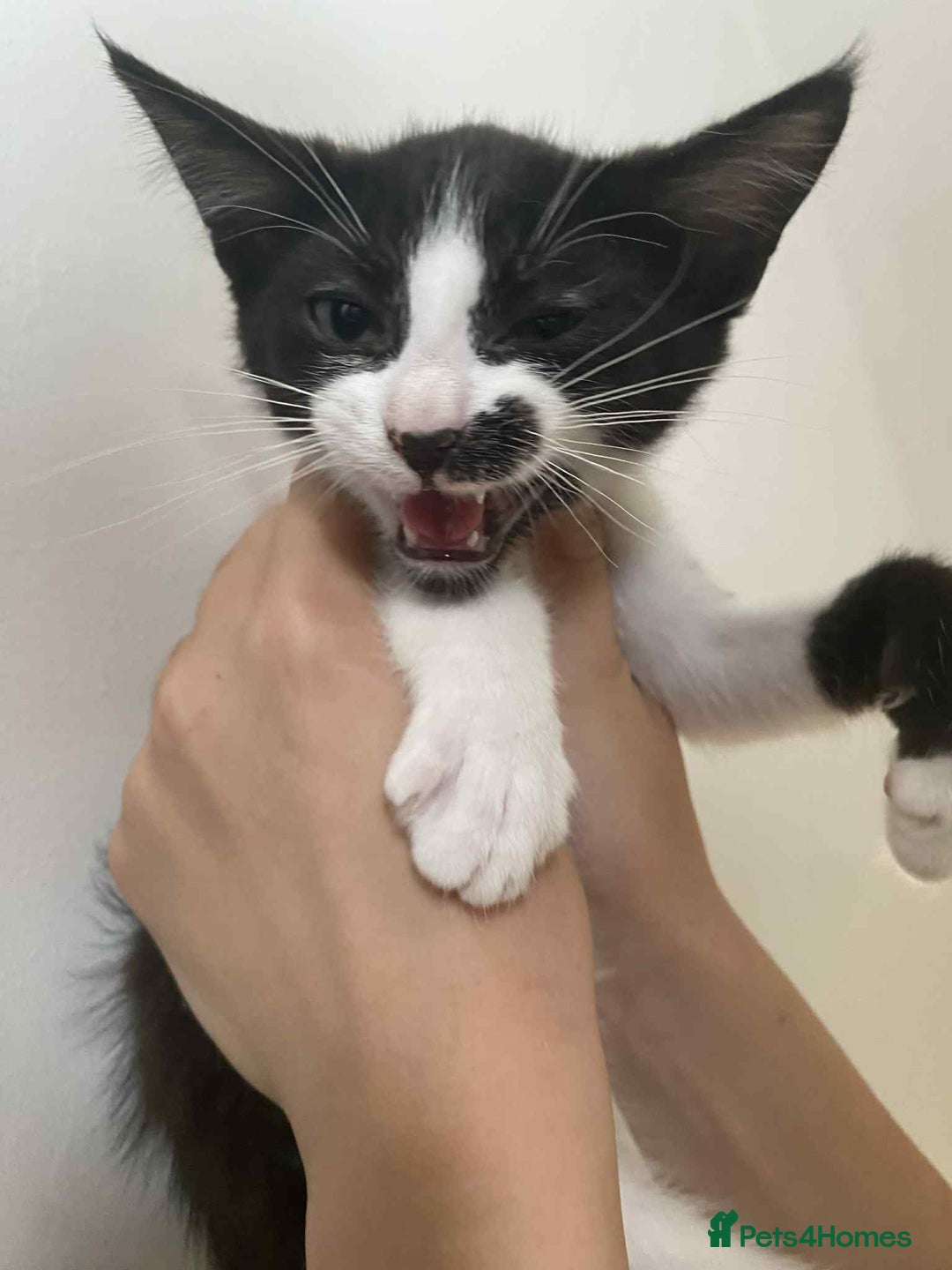 Snowshoe cats for sale: 🐾Gorgeous Kittens Ready for Forever Homes 🏡✨ - Image 9