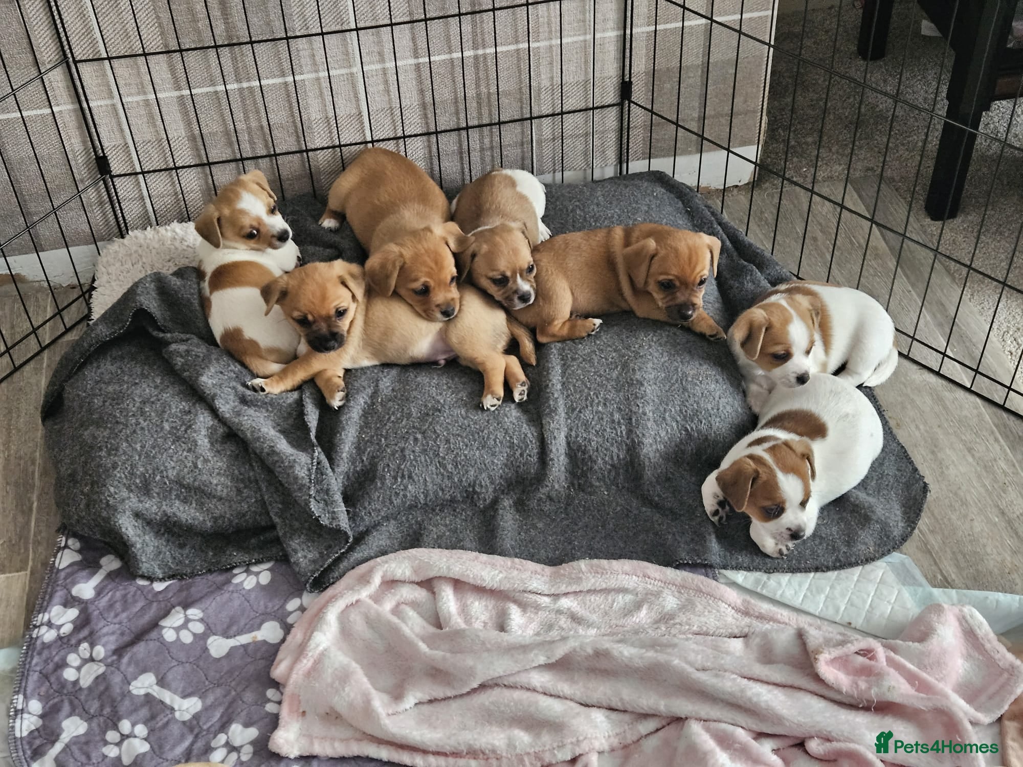 Jack Chi dogs 7 Jack Chi Puppies - Advert 2