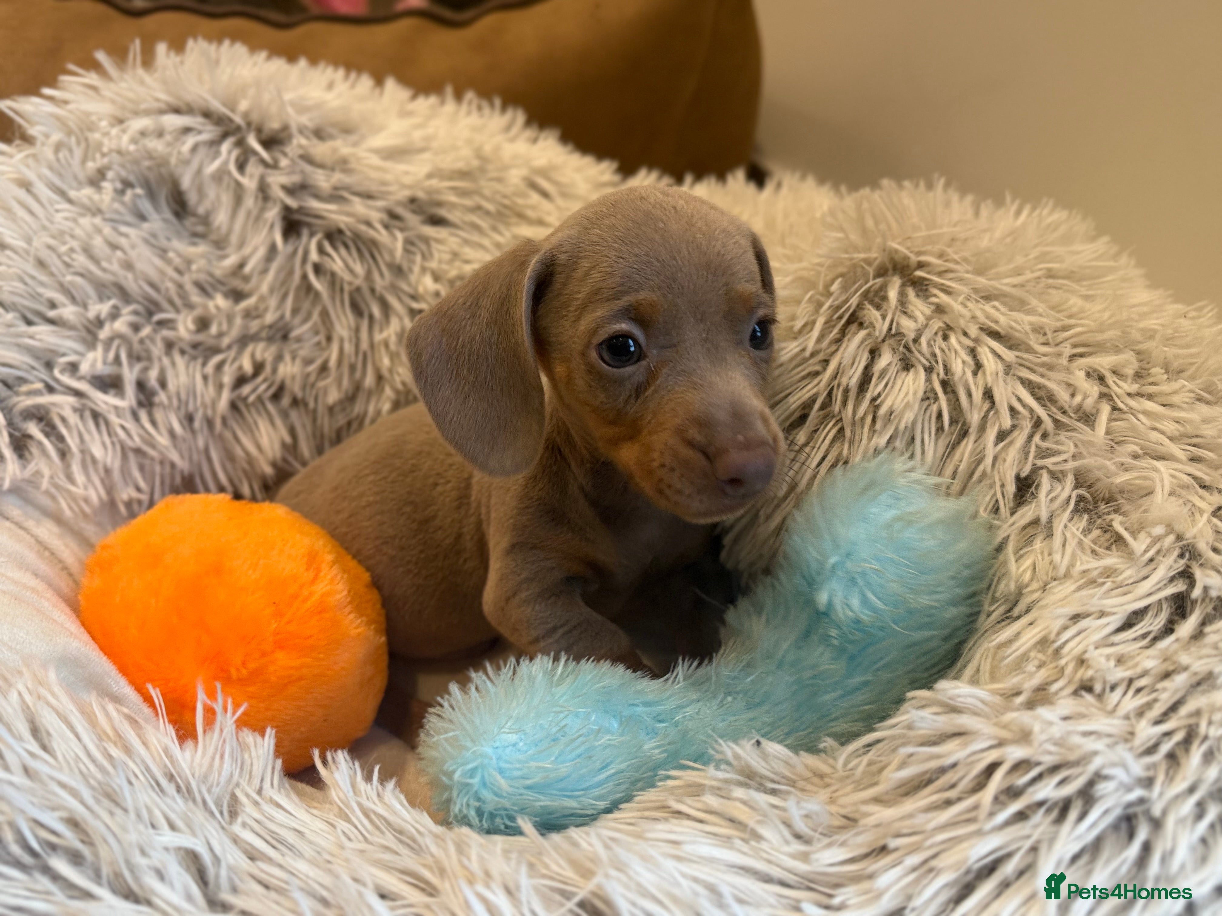 Miniature Dachshund dogs Mini Dachshund Pups LICENSED BREEDER - Advert 1