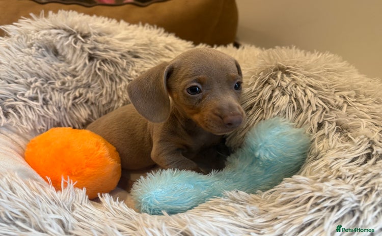 Miniature Dachshund dogs - Advert 6