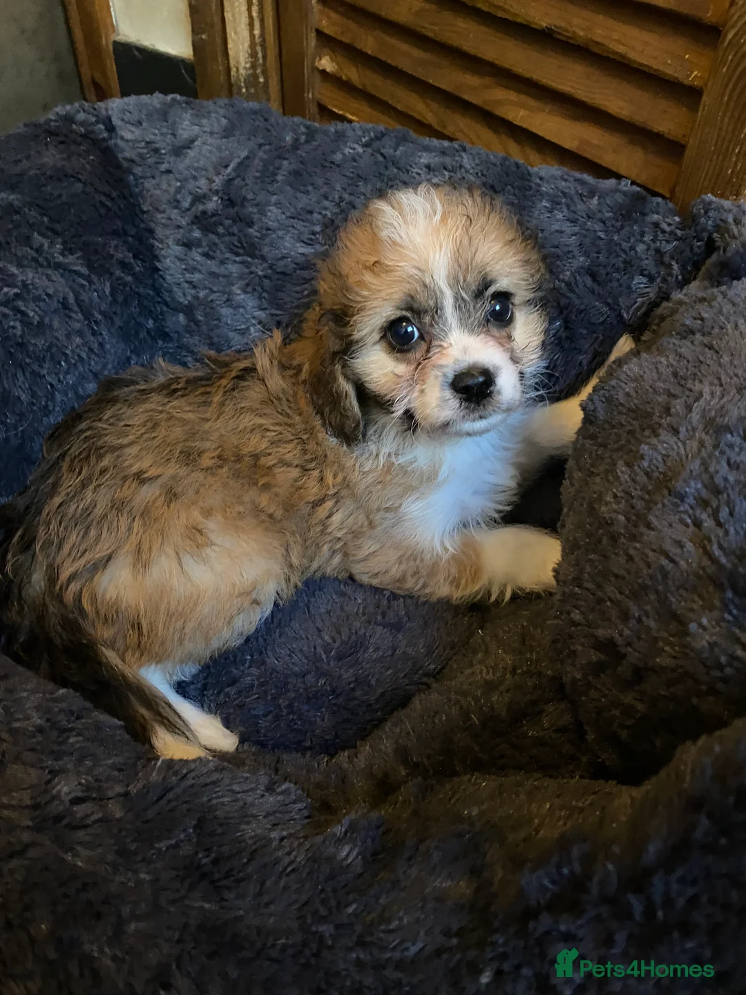 Mixed Breed dogs for sale: Poochoon X adorable pups  - Advert 1