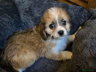 Mixed Breed dogs Poochoon X adorable pups - Advert 4