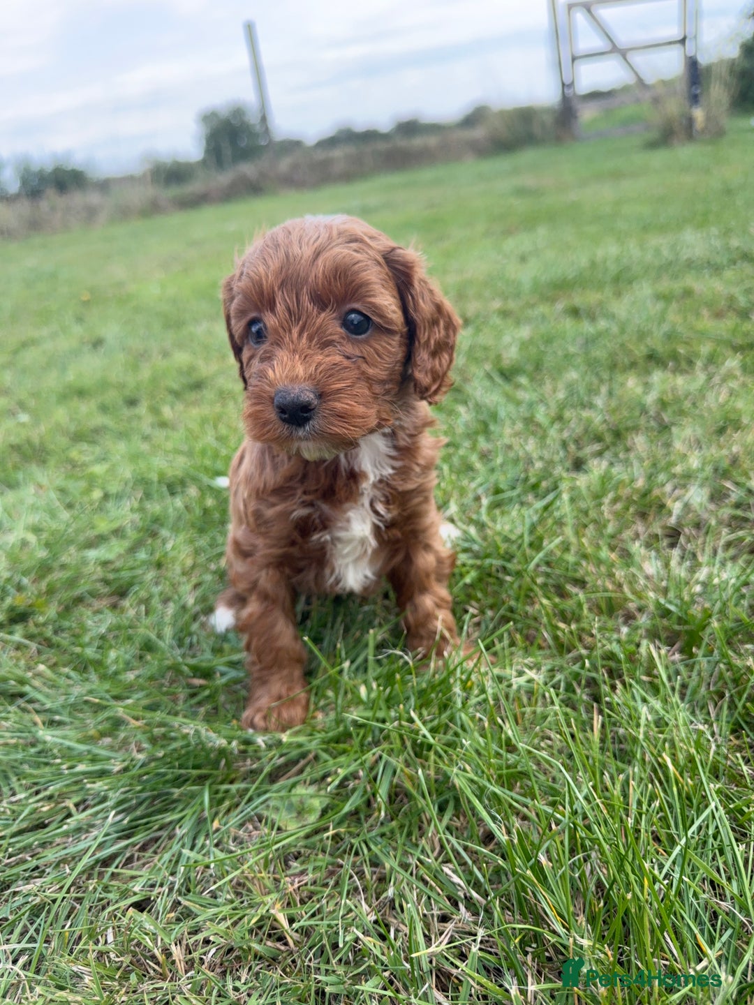 Cockapoo dogs for sale: Adorable F1B cockapoo puppies - Image 20