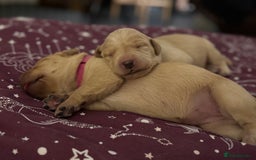 Labrador Retriever dogs for sale: Fox red labradors available now  - Advert 21